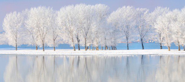 winter trees covered with frost